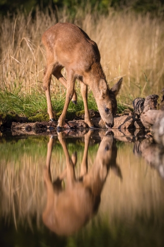 srna obecná (capreolus capreolus) Roe deer