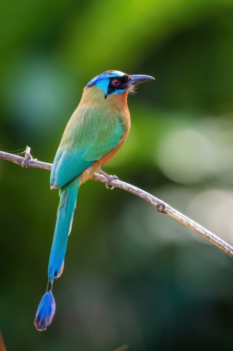 momot trinidadský (Momotus bahamensis)...