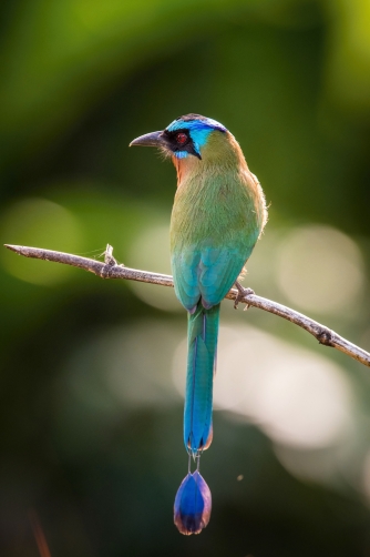 momot trinidadský (Momotus bahamensis)...