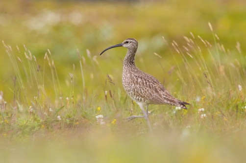 koliha malá (Numenius phaeopus) Whimbrel