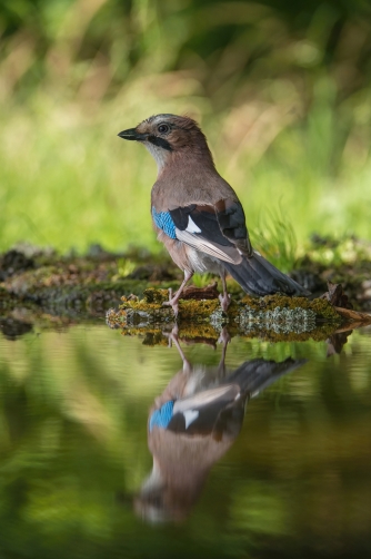 sojka obecná (Garrulus glandarius) Eurasian...