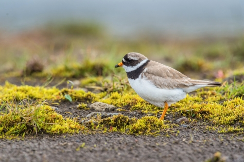 kulík písečný (Charadrius hiaticula)...