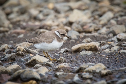 kulík písečný (Charadrius hiaticula)...