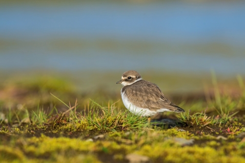 kulík písečný (Charadrius hiaticula)...