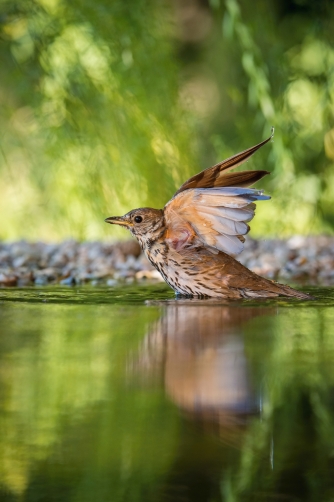 drozd zpěvný (Turdus philomelos) Song...