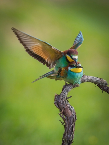 vlha pestrá (Merops apiaster) European...