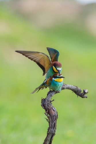 vlha pestrá (Merops apiaster) European...