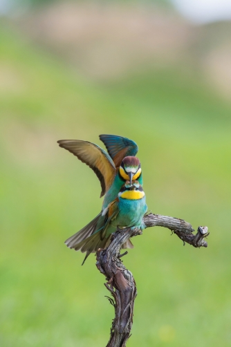 vlha pestrá (Merops apiaster) European...