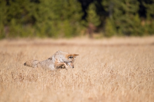 kojot prérijní (Canis latrans) Coyote