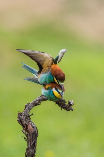 vlha pestrá (Merops apiaster) European...