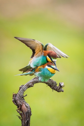 vlha pestrá (Merops apiaster) European...