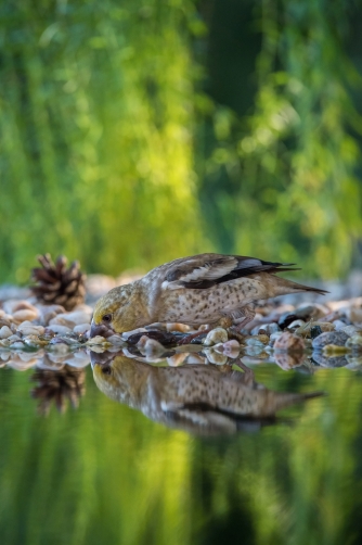 dlask tlustozobý (Coccothraustes...