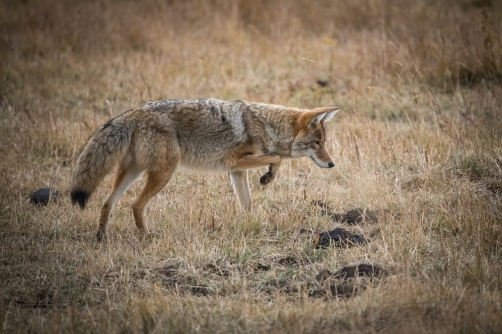 kojot prérijní (Canis latrans) Coyote