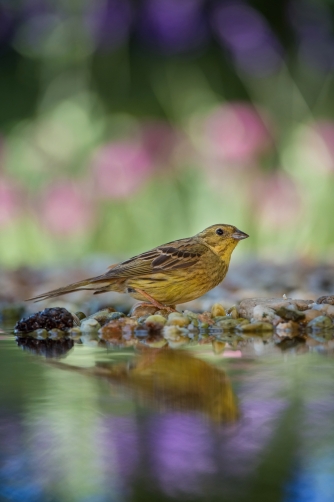 strnad obecný (Emberiza citrinella)...