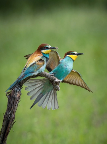 vlha pestrá (Merops apiaster) European...