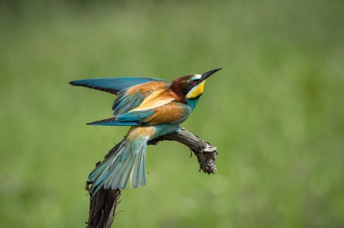 vlha pestrá (Merops apiaster) European...