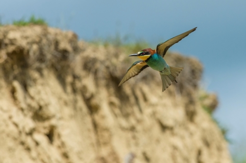 vlha pestrá (Merops apiaster) European...