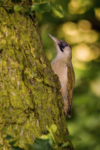 žluna zelená (Picus viridis) European...