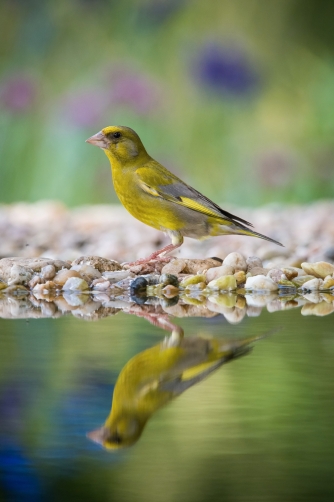 zvonek zelený (Carduelis chloris) European...