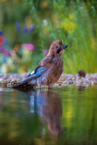 sojka obecná (Garrulus glandarius) Eurasian...