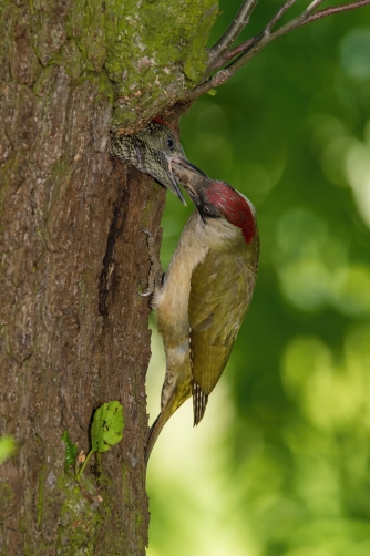 žluna zelená (Picus viridis) European...