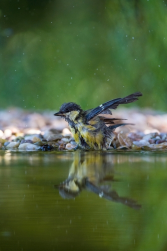 sýkora koňadra (Parus major) Great tit