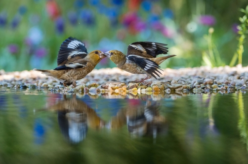 dlask tlustozobý (Coccothraustes...