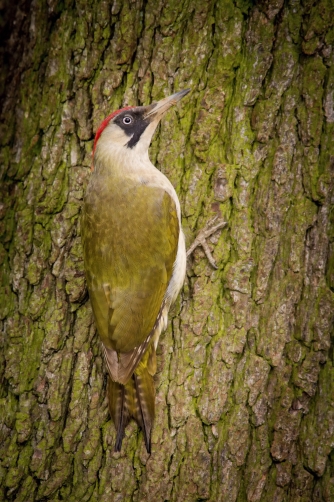 žluna zelená (Picus viridis) European...