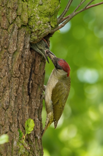 žluna zelená (Picus viridis) European...