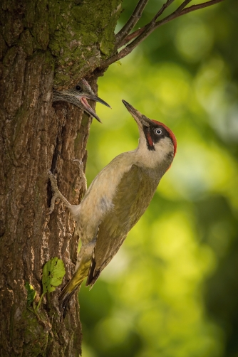 žluna zelená (Picus viridis) European...