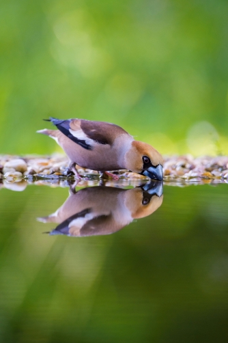 dlask tlustozobý (Coccothraustes...