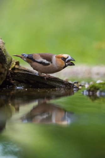 dlask tlustozobý (Coccothraustes...