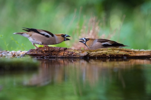 dlask tlustozobý (Coccothraustes...