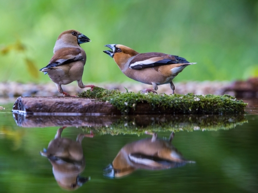 dlask tlustozobý (Coccothraustes...