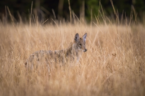 kojot prérijní (Canis latrans) Coyote