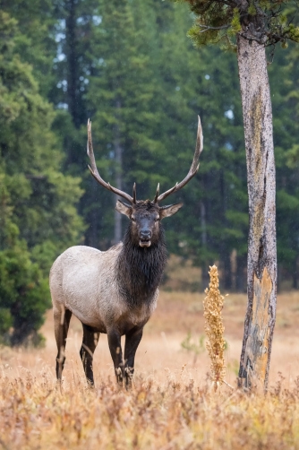 jelen wapiti (Cervus canadensis) Wapiti