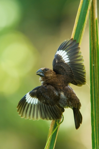 snovač tlustozobý (Amblyospiza albifrons)...