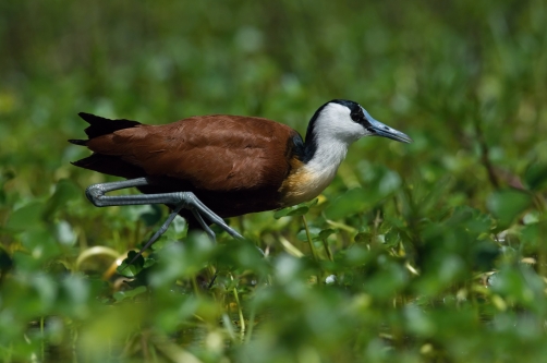 ostnák africký (actophilornis africanus)...