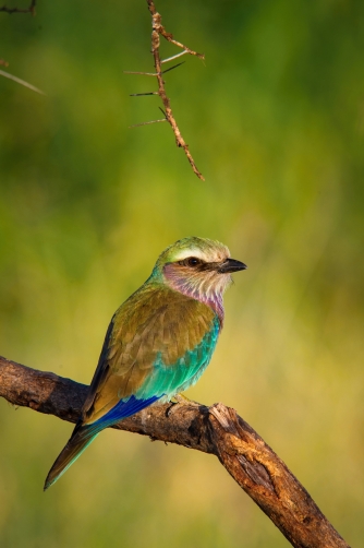 mandelík fialovoprsý (coracias caudata)...