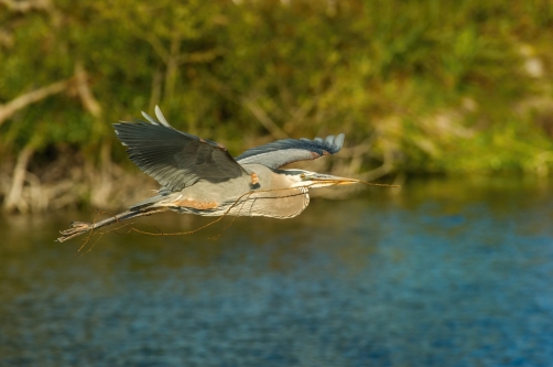 volavka velká (Ardea herodias) Great blue...