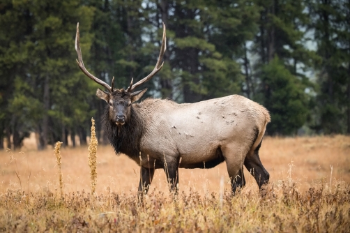 jelen wapiti (Cervus canadensis) Wapiti