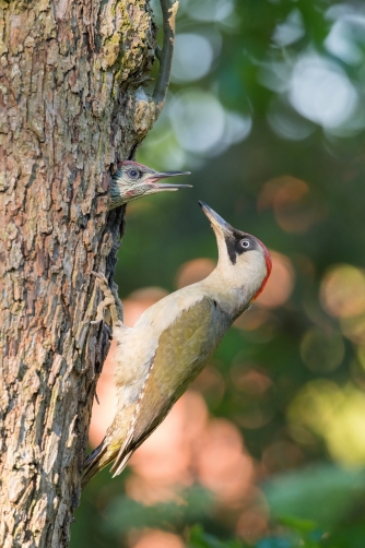 žluna zelená (Picus viridis) European...