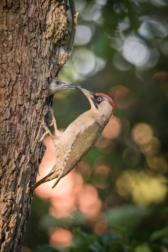 žluna zelená (Picus viridis) European...