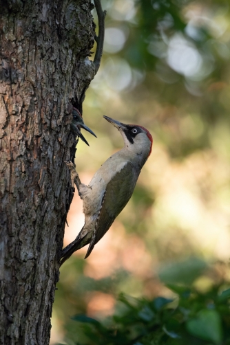 žluna zelená (Picus viridis) European...