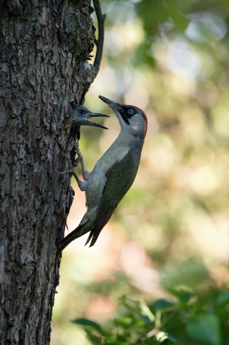 žluna zelená (Picus viridis) European...