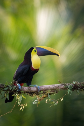 tukan hnědohřbetý (Ramphastos swainsonii)...