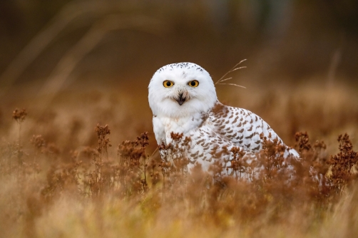sovice sněžní (Nyctea scandiaca) Snowy owl