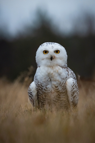 sovice sněžní (Nyctea scandiaca) Snowy owl