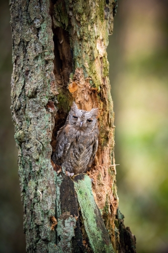 výreček malý (Otus scops) Eurasian scops...