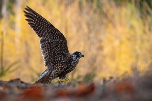 sokol stěhovavý (Falco peregrinus)...
